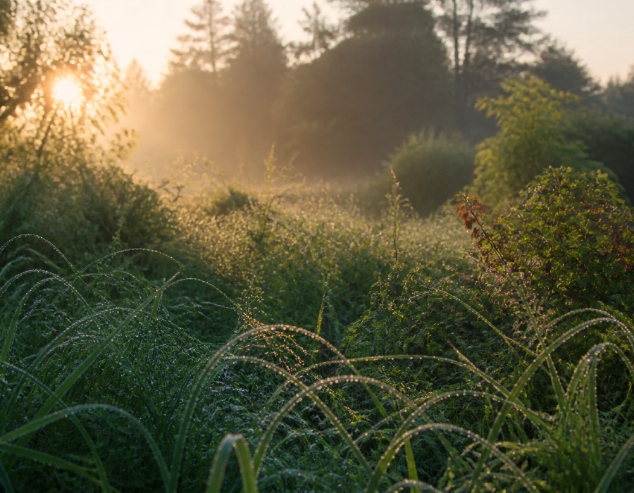 First Light